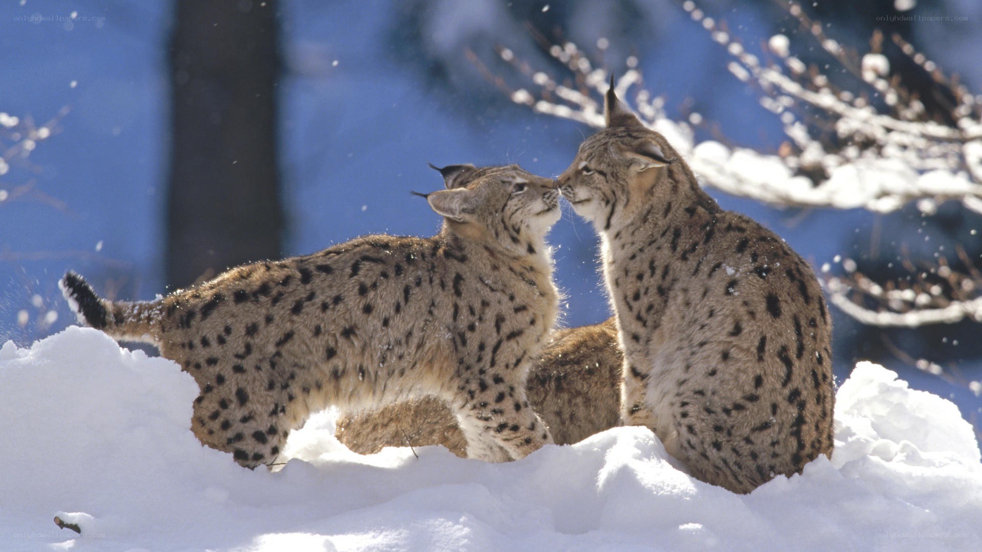 Two lynx in the snow