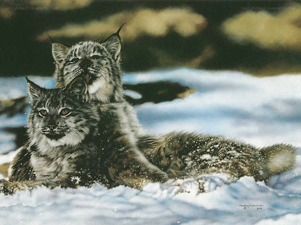 Two lynx in the snow
