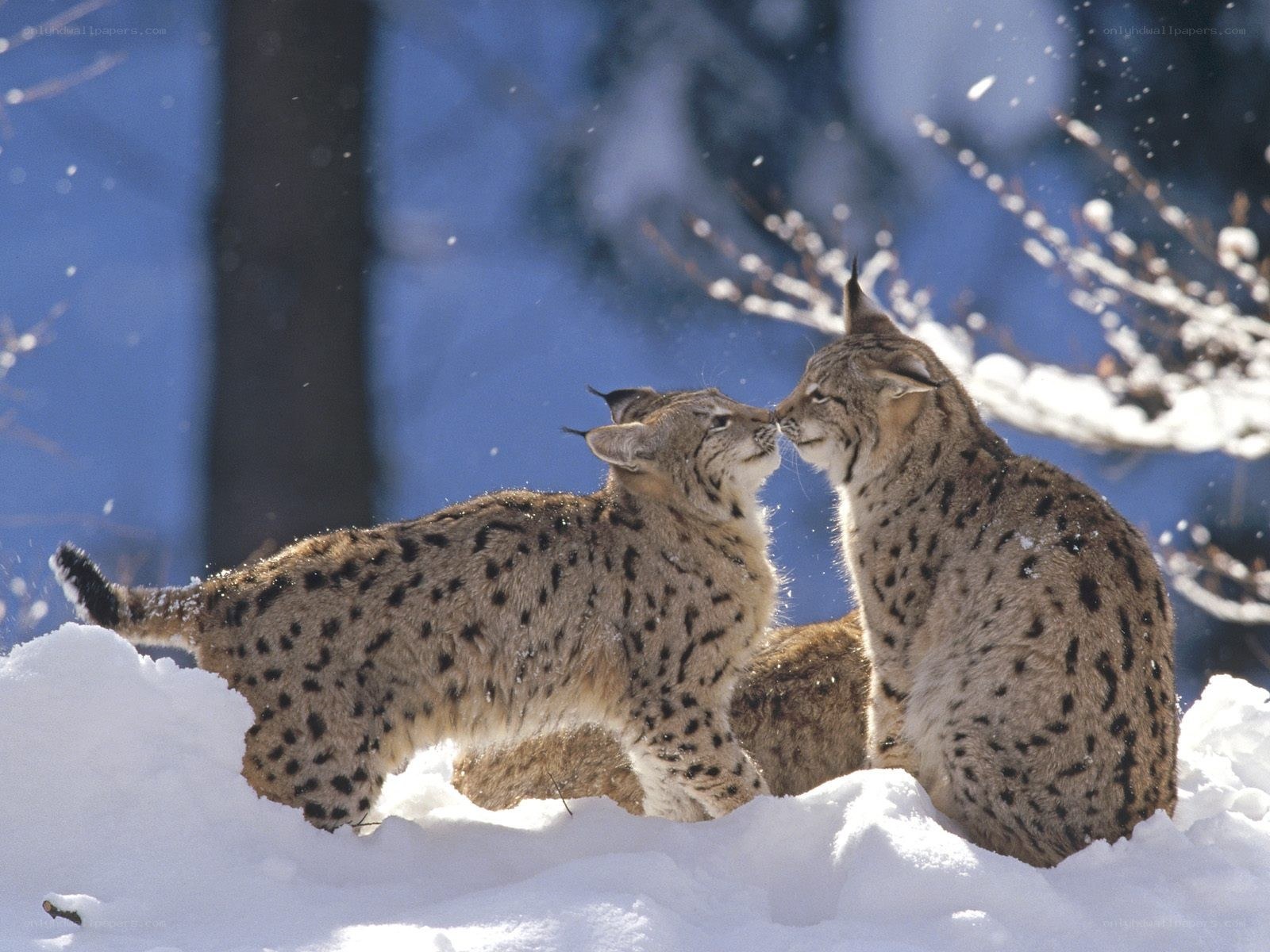 Two lynx in the snow
