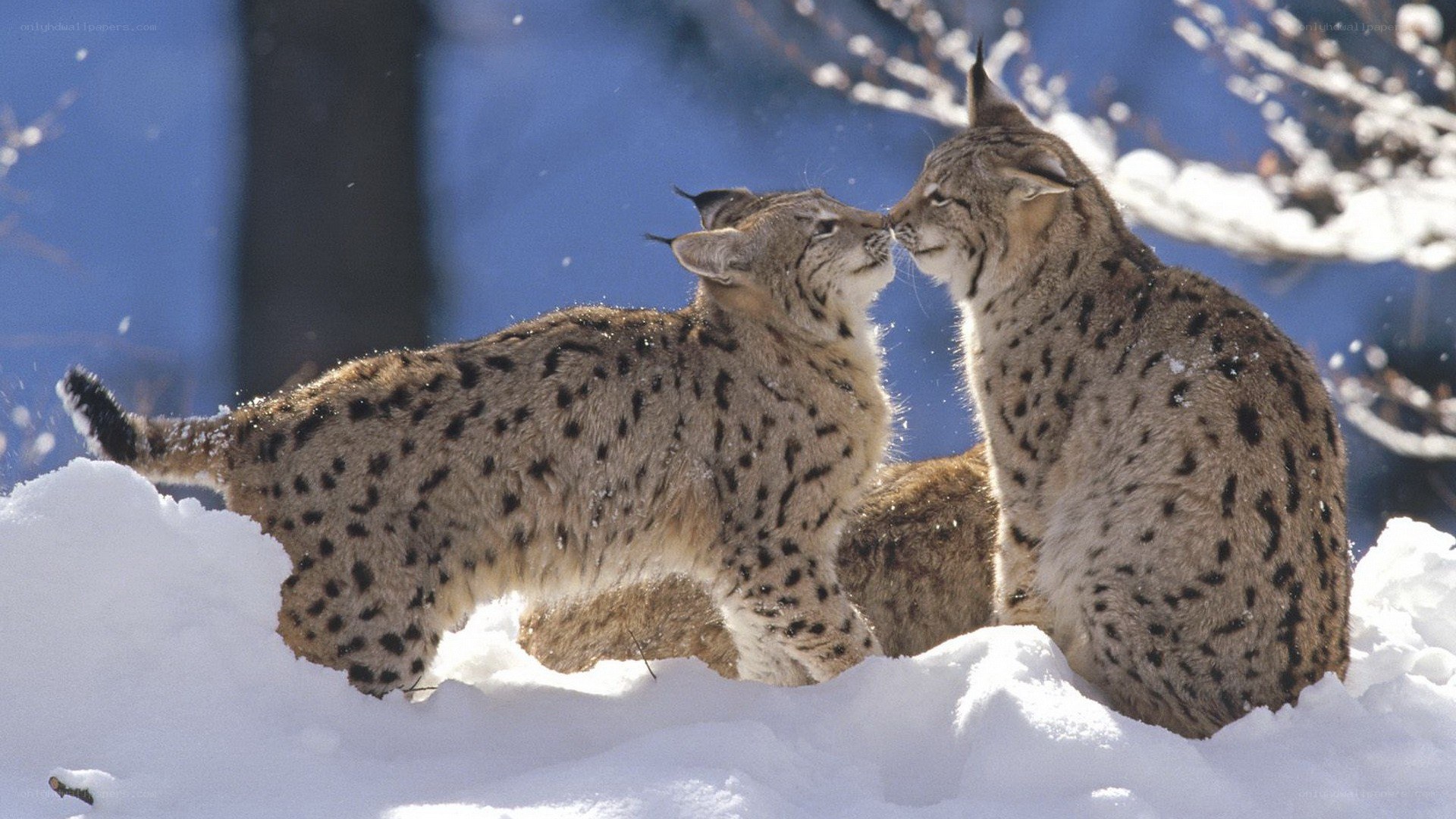 Two lynx in the snow