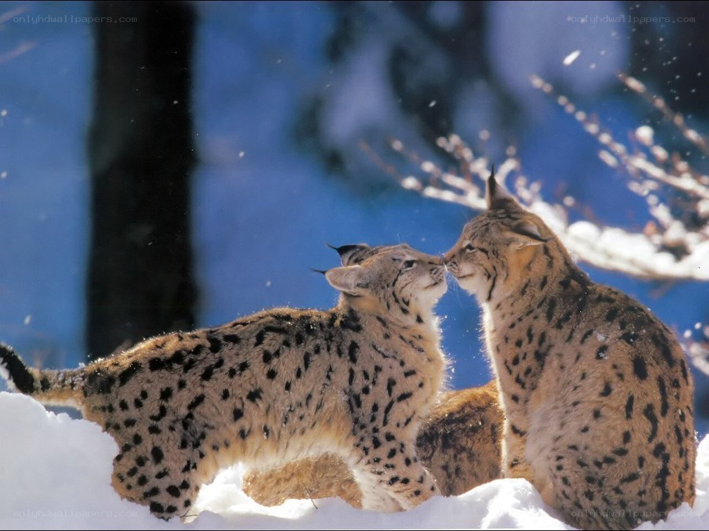 Two lynx in the snow