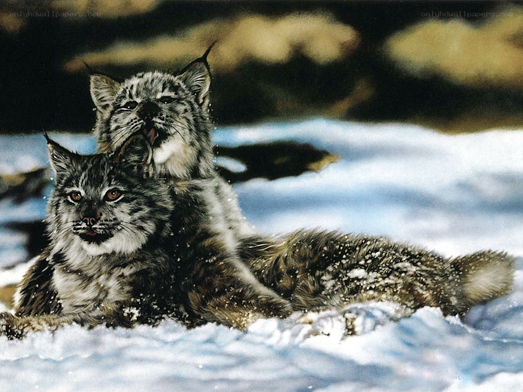 Two lynx in the snow