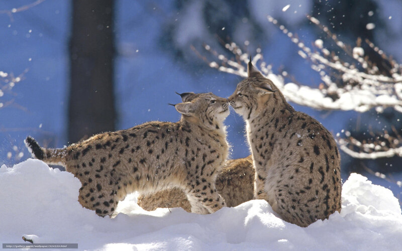 Two lynx in the snow