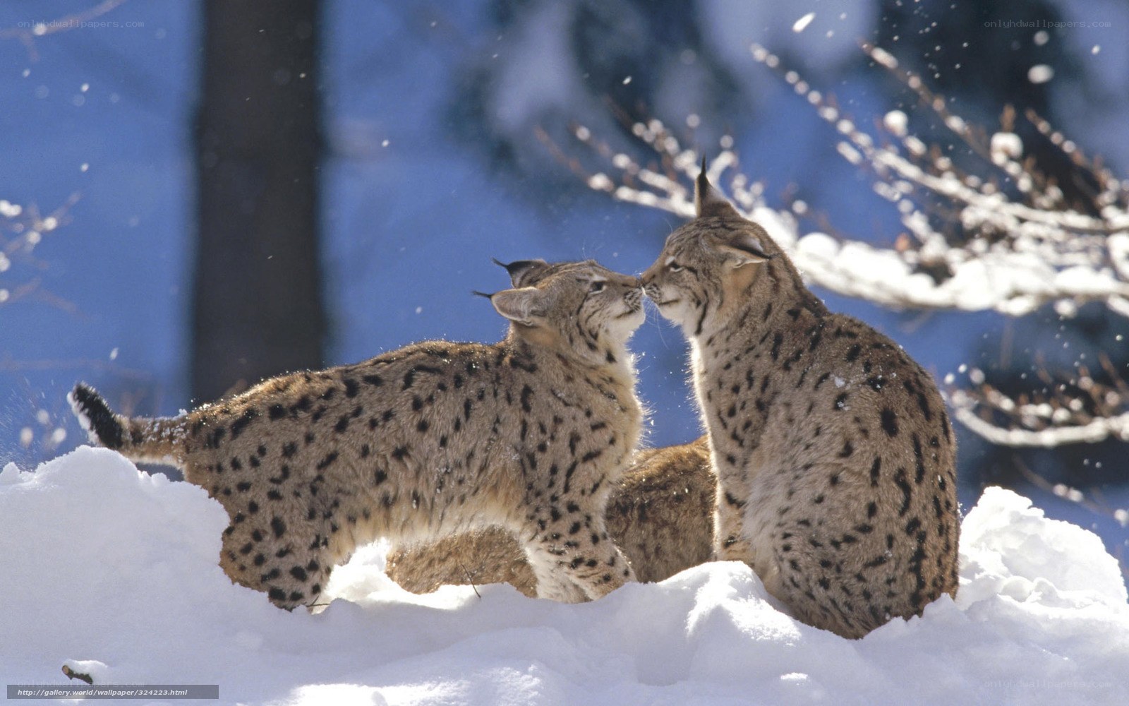 Two lynx in the snow