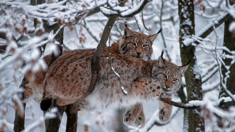Two Lynx in Tree — Brown
