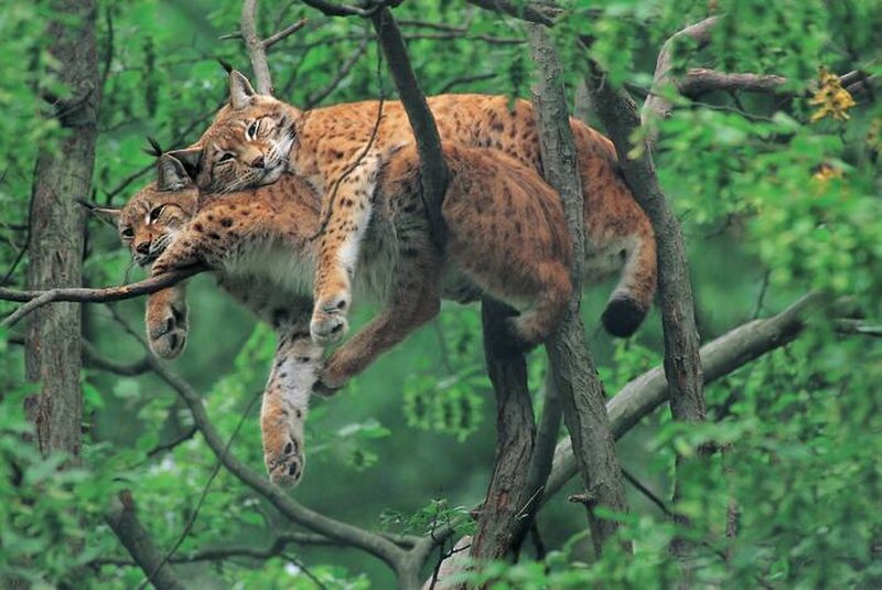 Two Lynx in Tree — Green
