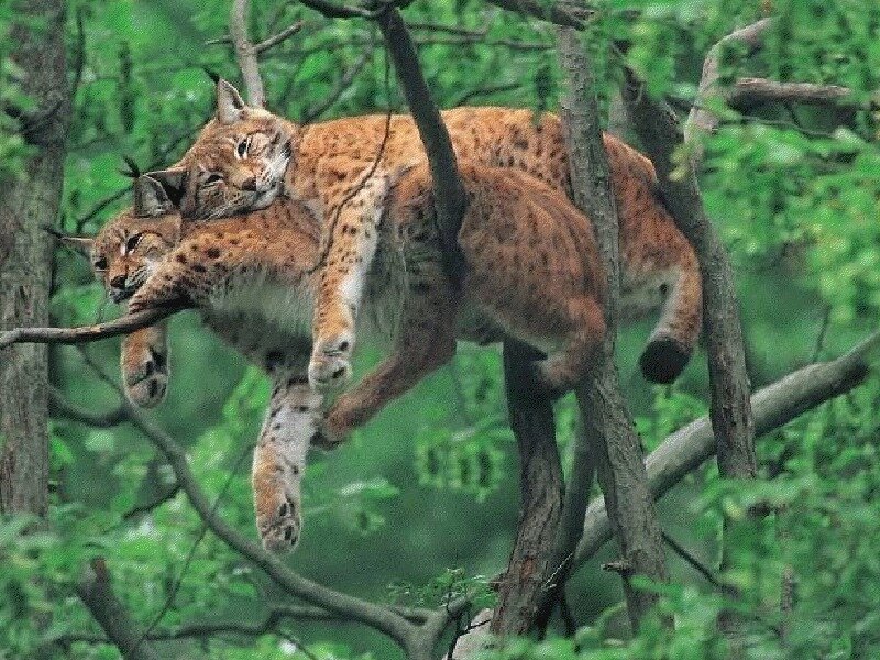 Two Lynx in Tree