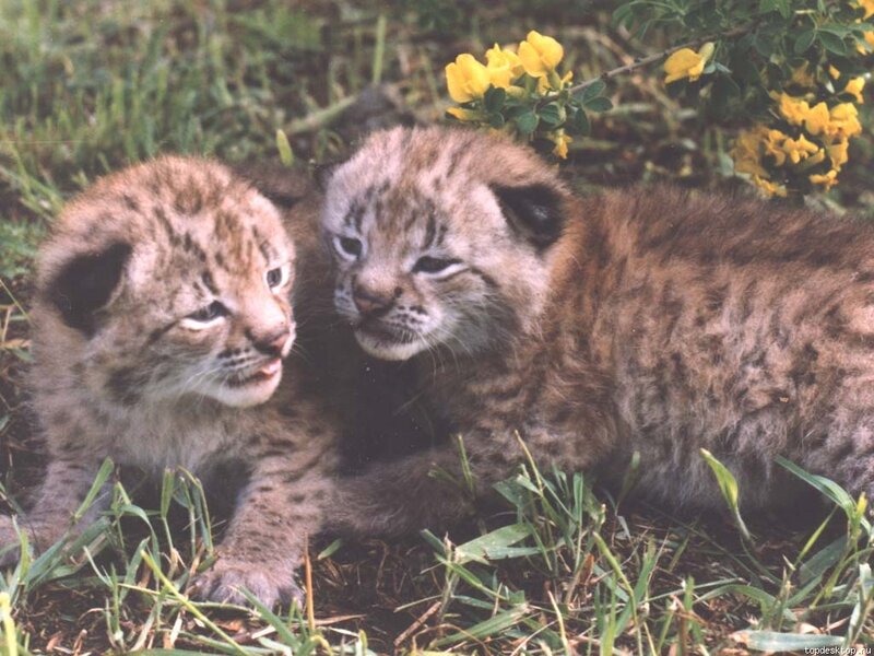 Two Lynx Kittens — Brown, Calm, Spring