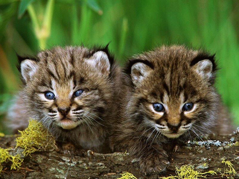 Two Lynx Kittens — Brown, Calm