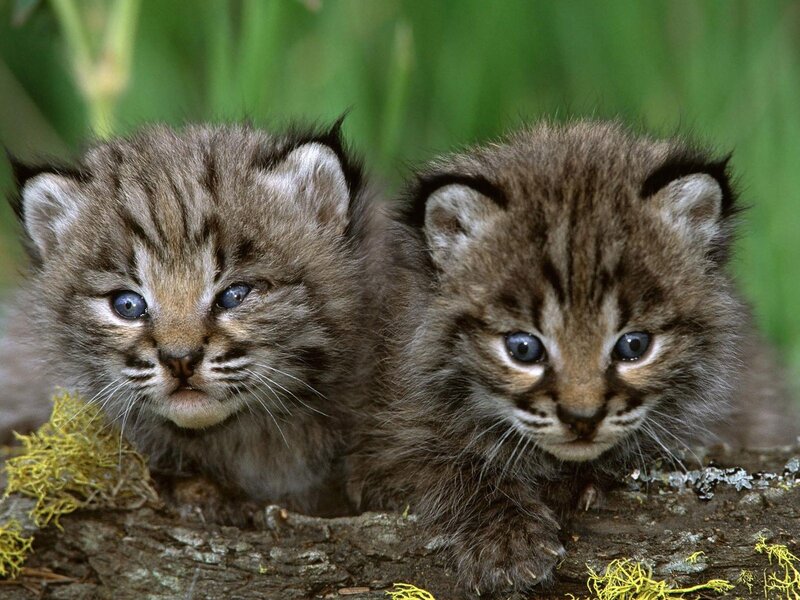 Two Lynx Kittens — Brown, Curious, Photograph