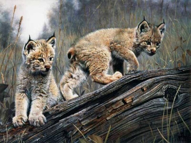 Two Lynx Kittens — Brown, Natural