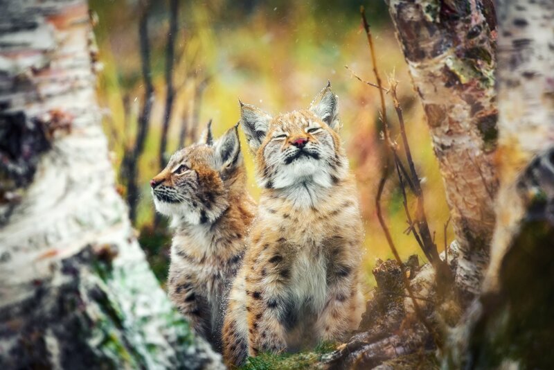 Two Lynx Kittens — Brown, Serene