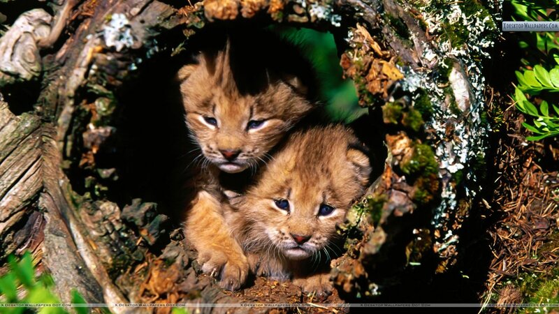 Two Lynx Kittens — Brown