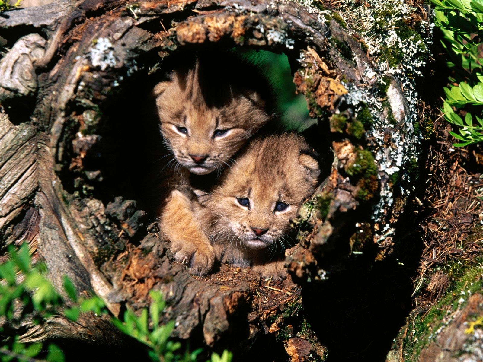 Two lynx kittens in a hollow log