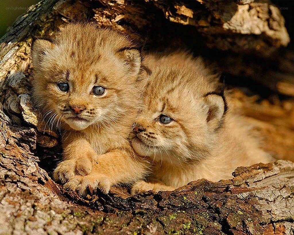 Two lynx kittens in a hollow tree