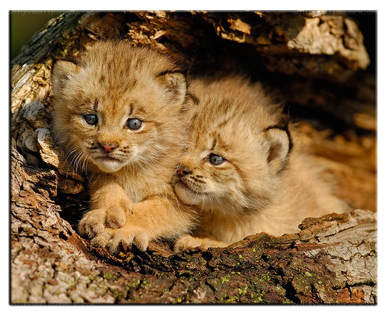 Two lynx kittens in a hollow tree