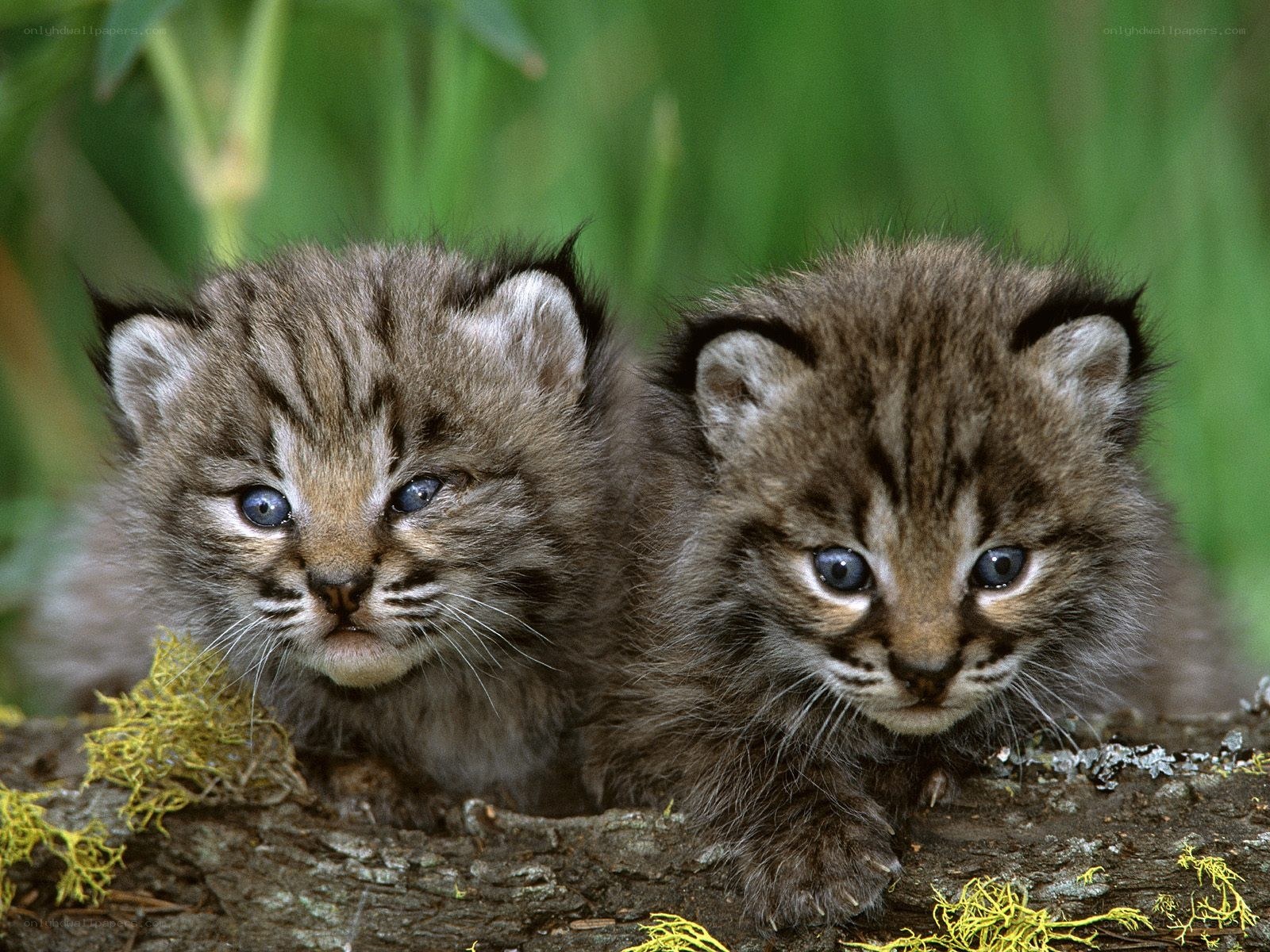 two lynx kittens on a log