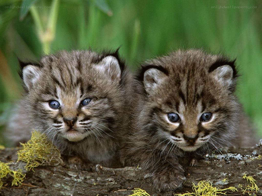 two lynx kittens on a log