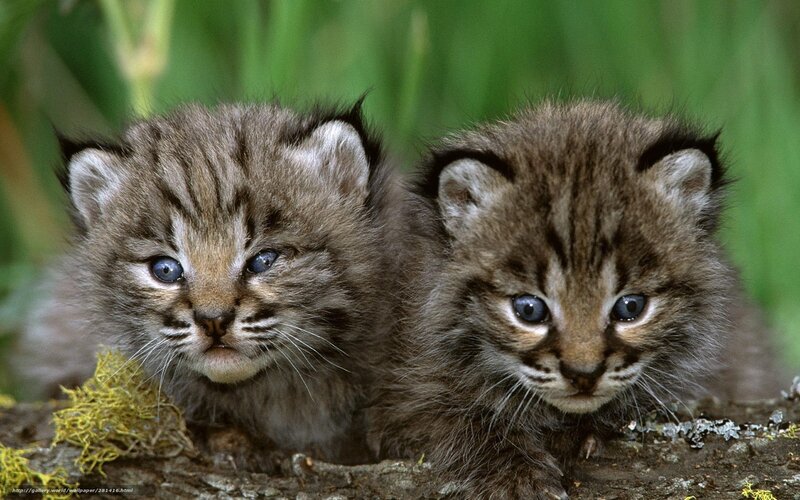 Two lynx kittens on a log