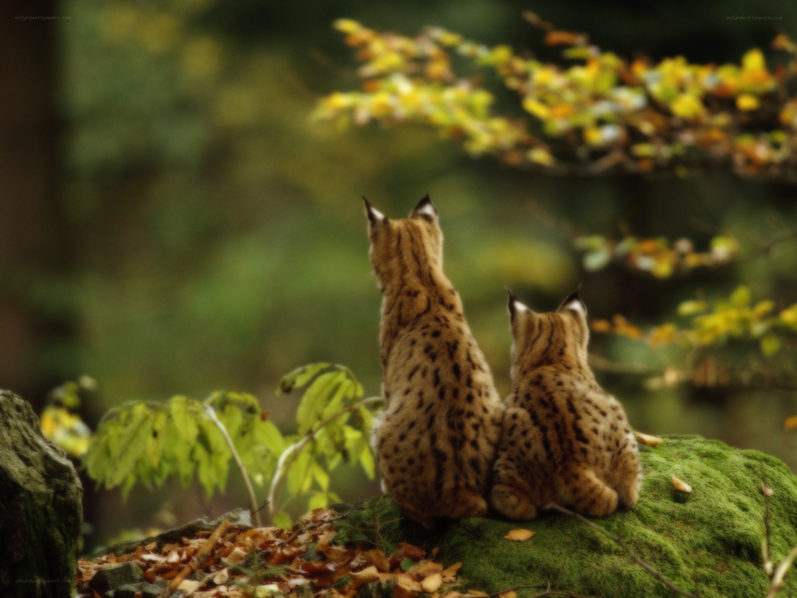 Two lynx kittens on a mossy rock