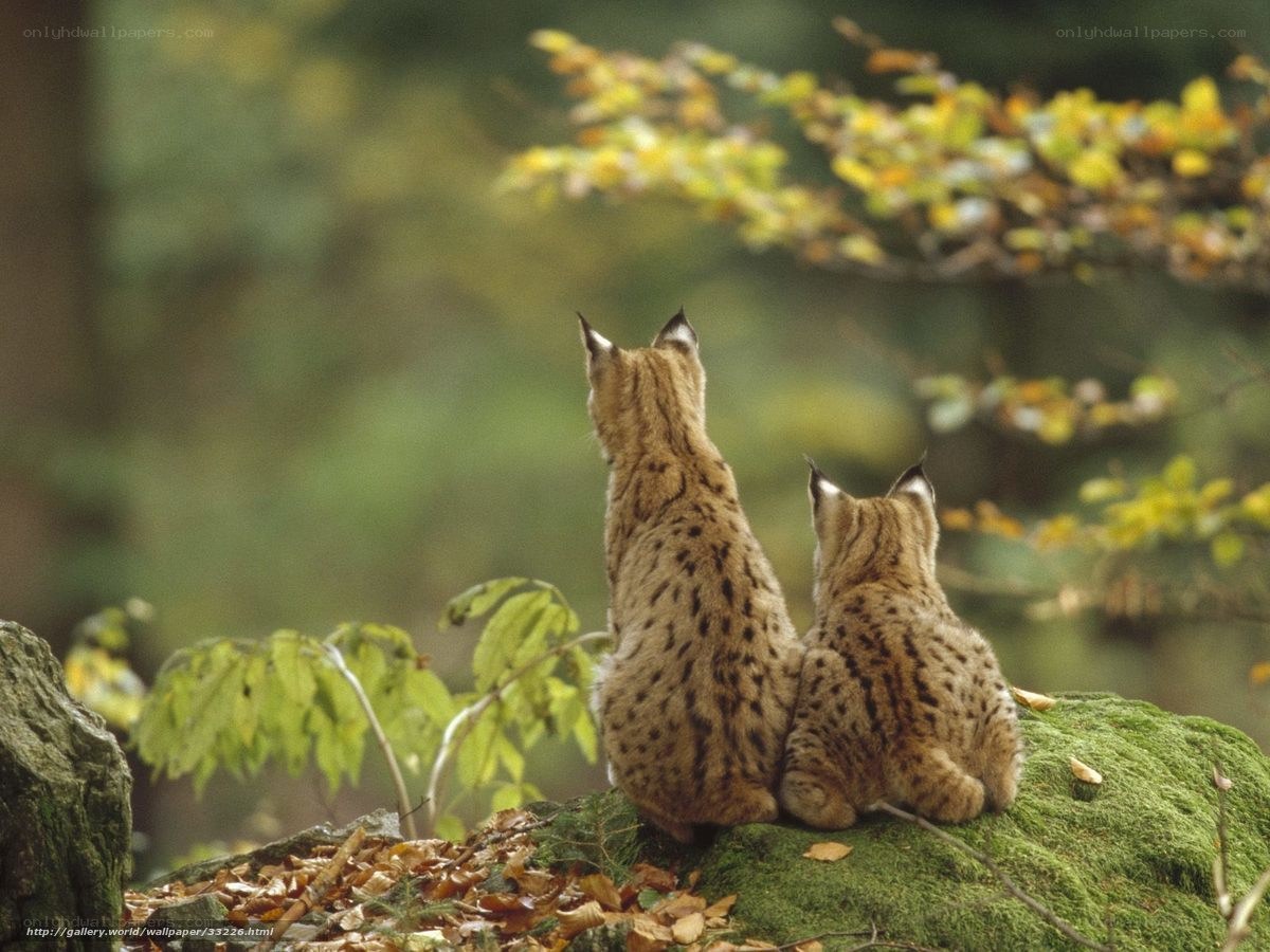 Two lynx kittens on a mossy rock