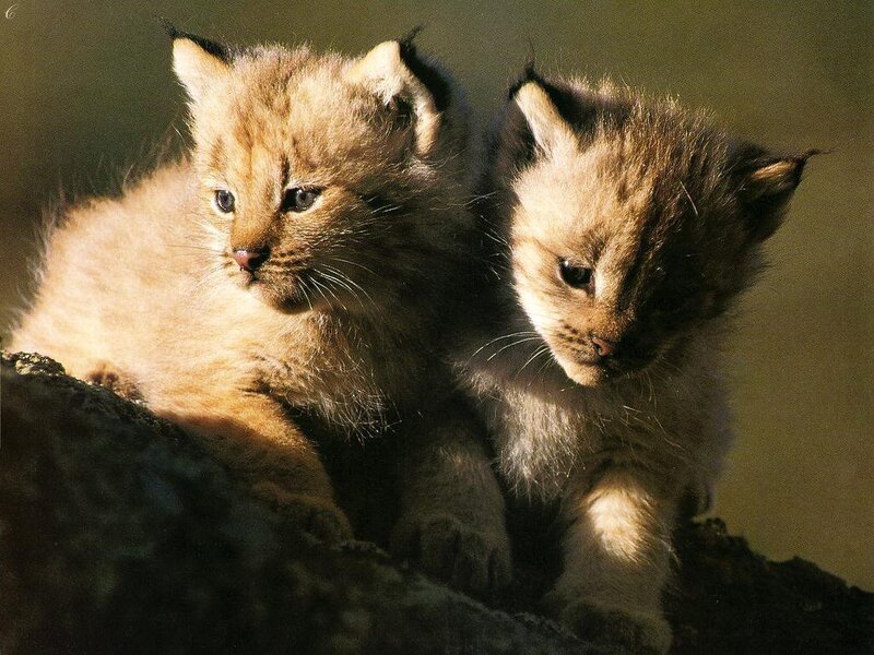 Two lynx kittens on a rock