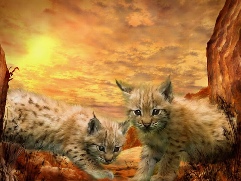 Two Lynx Kittens — Orange