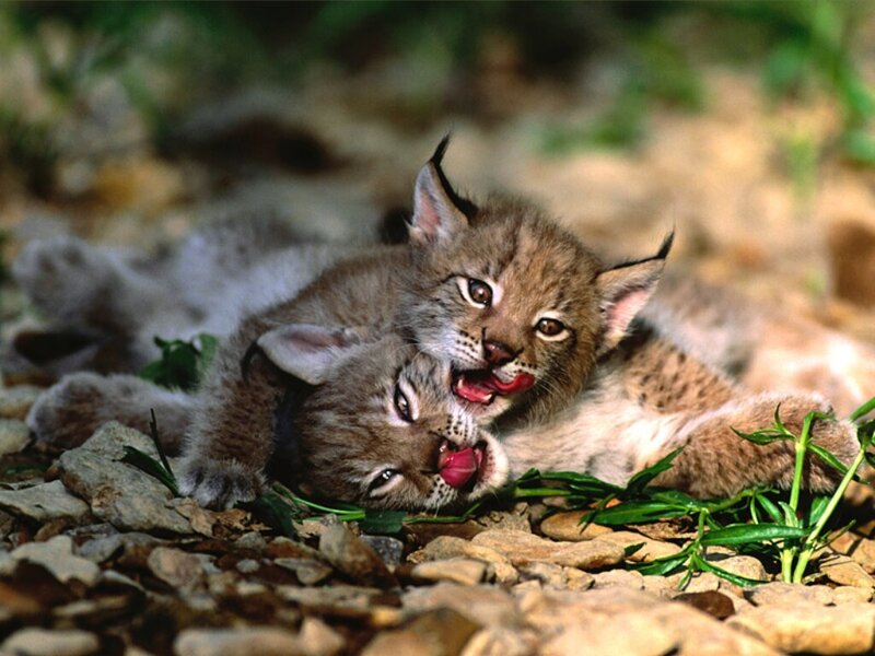 Two lynx kittens playing