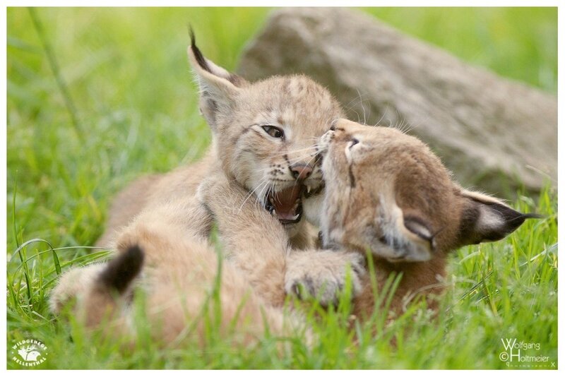 Two Lynx Kittens Playing — Green, Playful, Afternoon