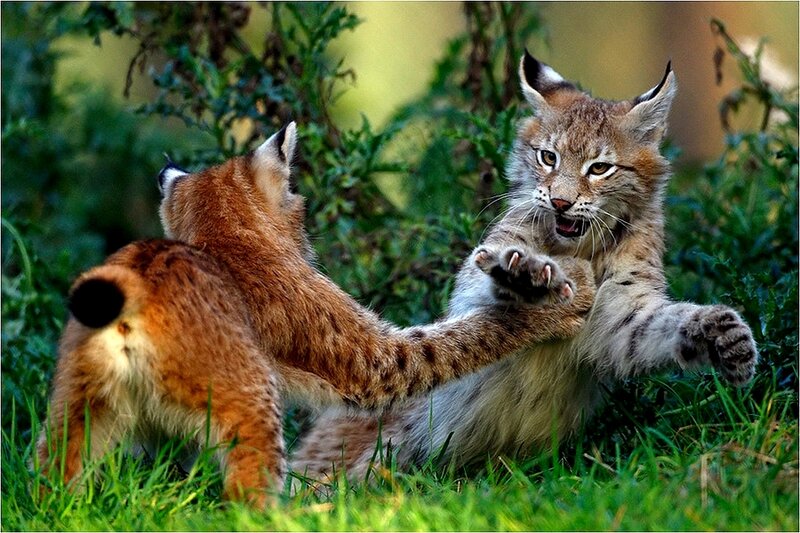 Two Lynx Kittens Playing — Green