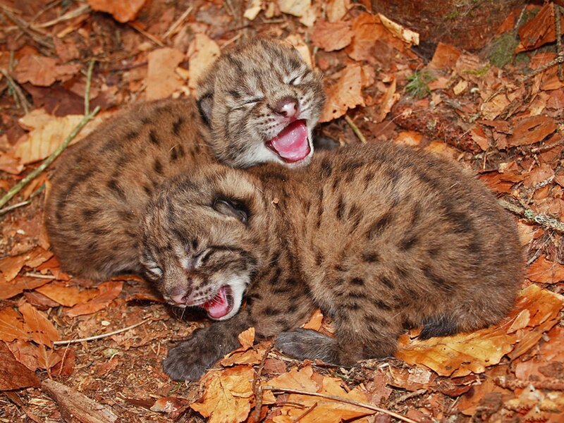 Two lynx kittens yawning