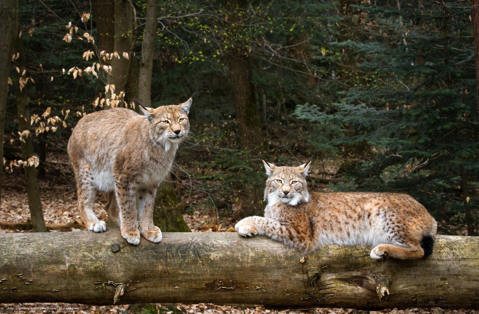 Two lynx on a log