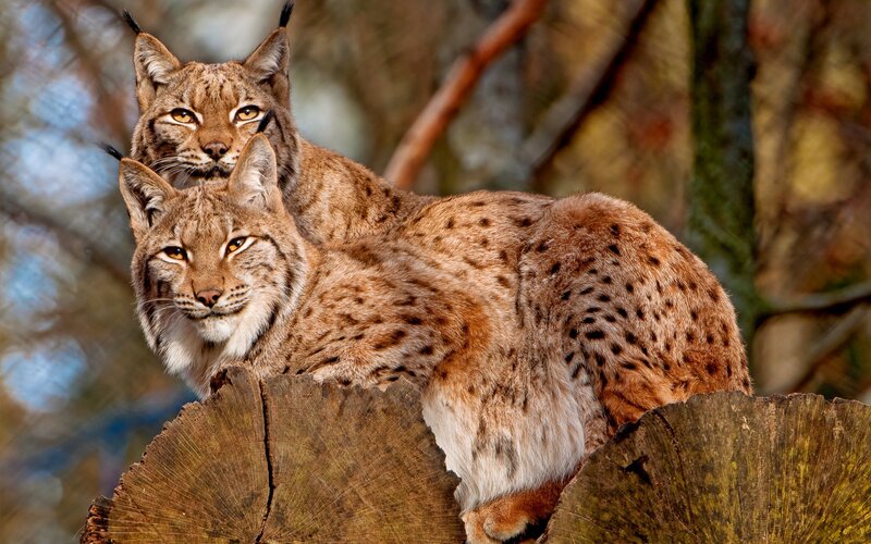 Two lynx on a log