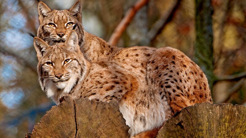 Two lynx on a log