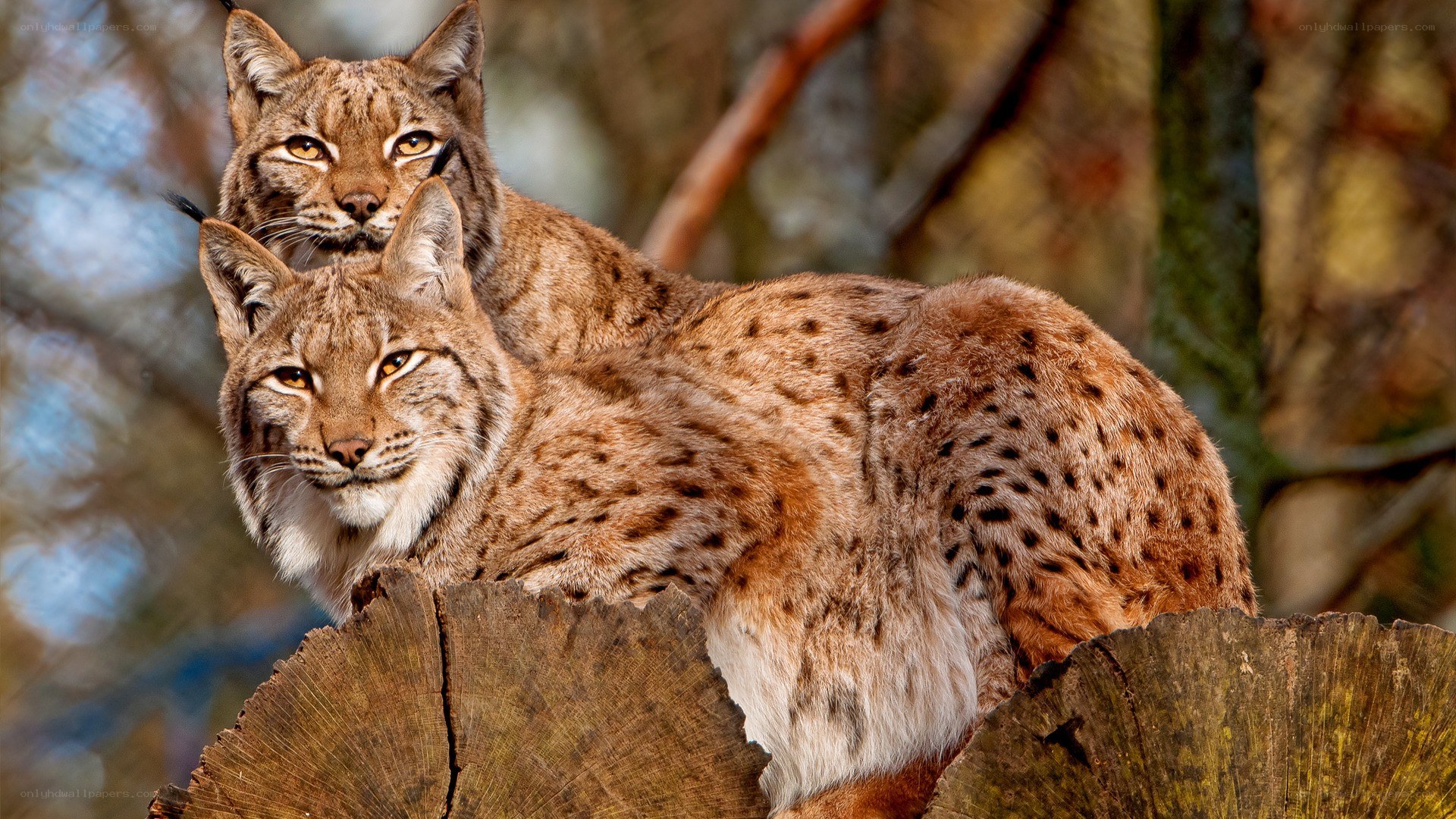 Two lynx on a log