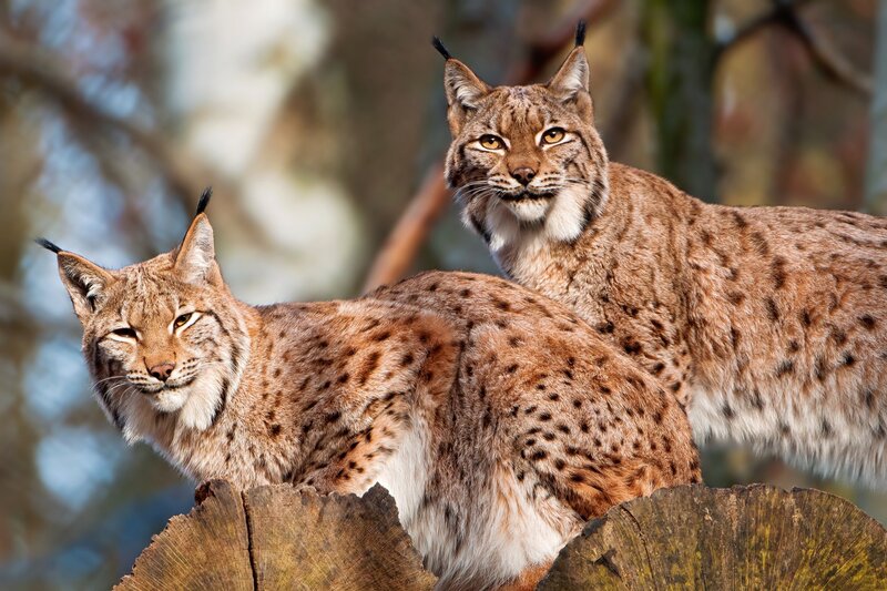 Two lynx on a log
