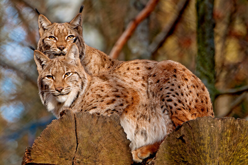 Two Lynx on a Log — Brown, Alert, Afternoon