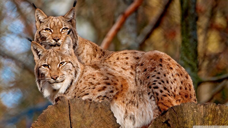 Two Lynx on a Log — Brown, Alert