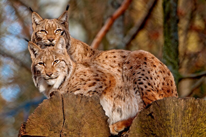 Two lynx on a log