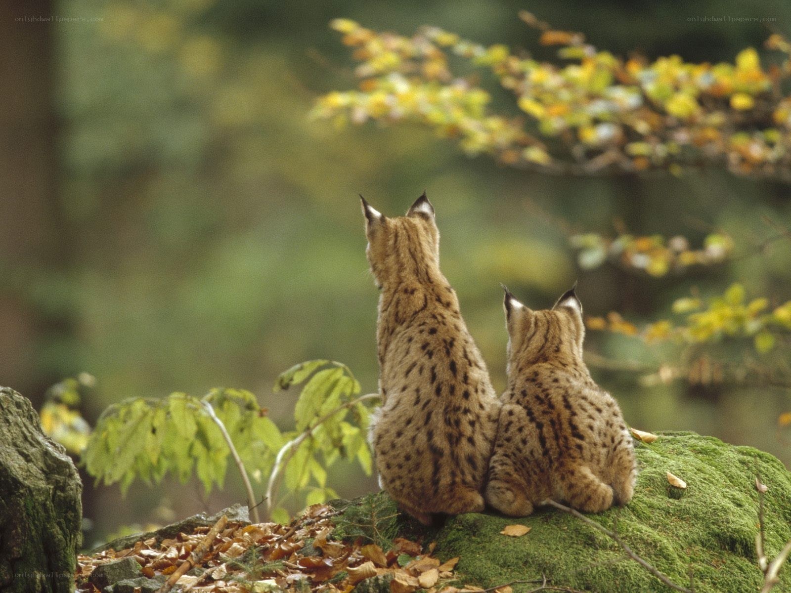 Two lynx on a mossy rock