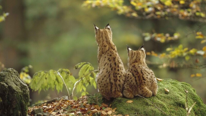 Two lynx on a mossy rock