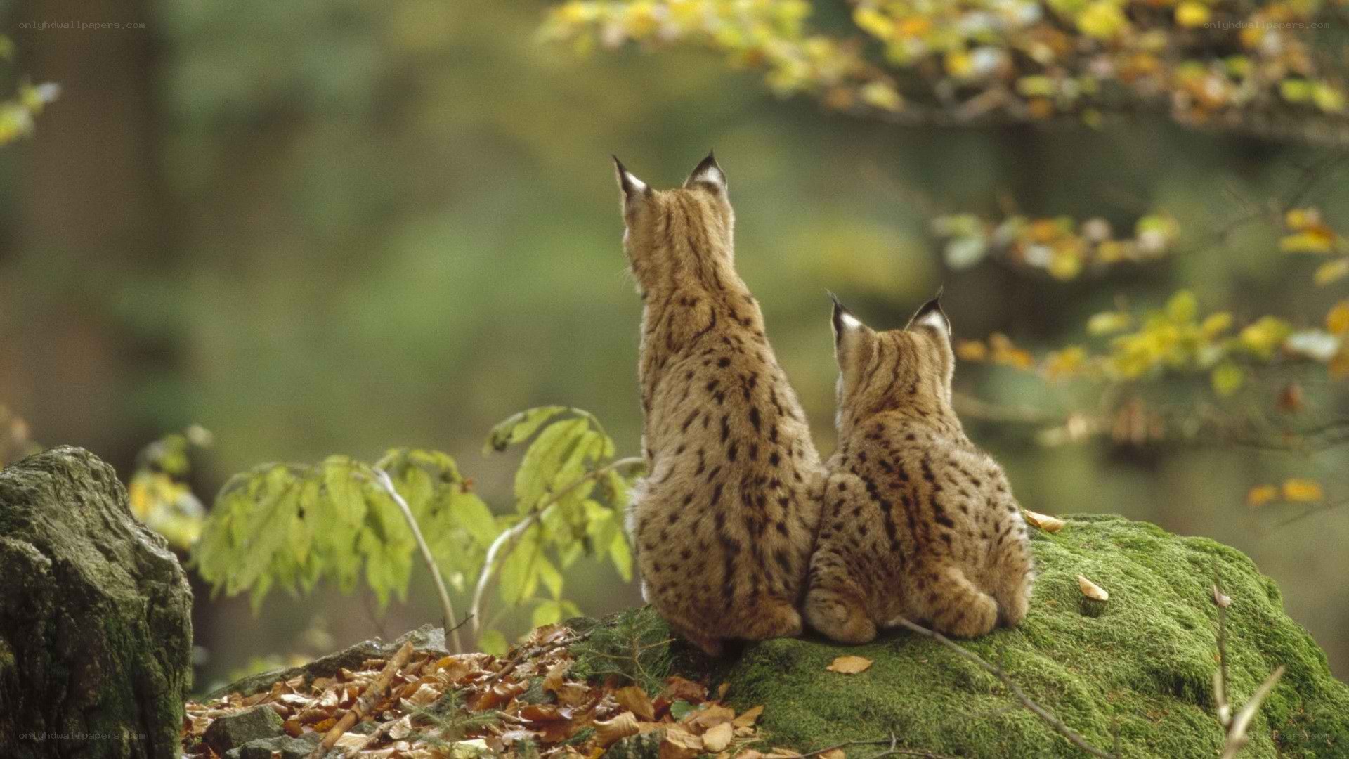 Two lynx on a mossy rock