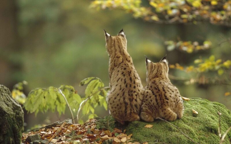 Two Lynx on a Rock — Green