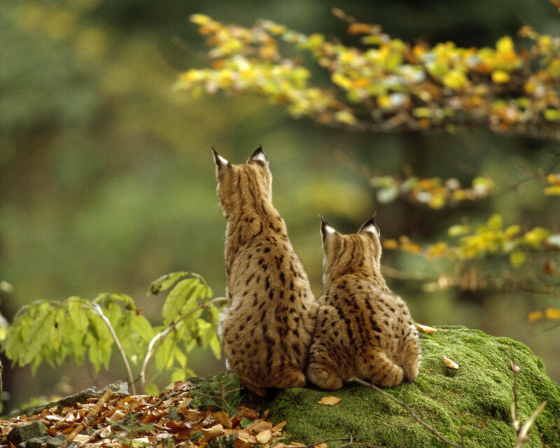 Two Lynx on a Rock