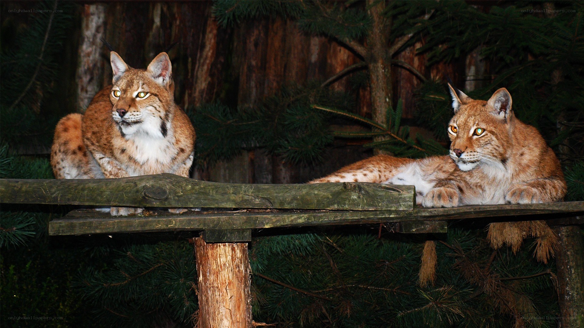 Two lynx on a wooden platform