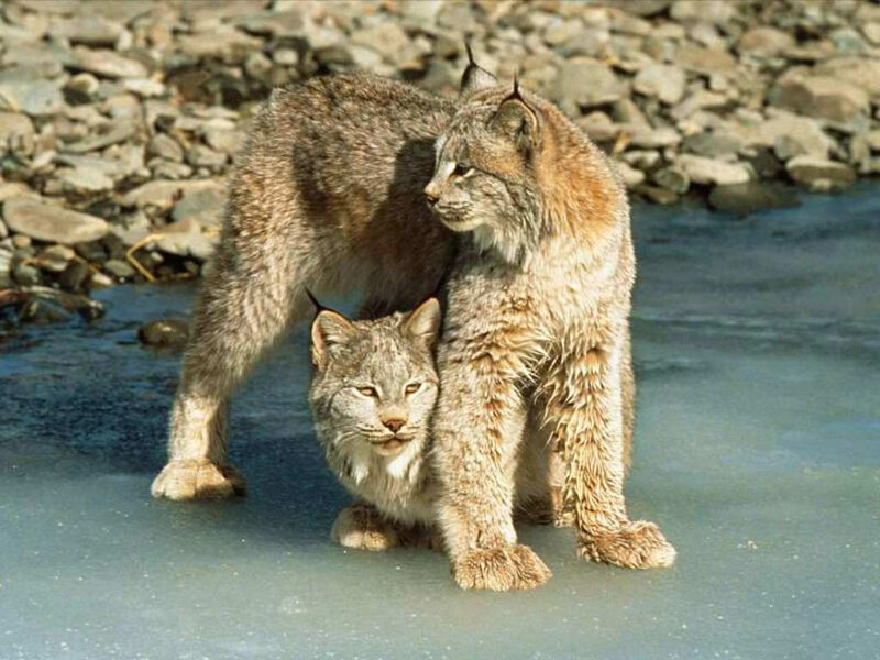 Two lynx on ice