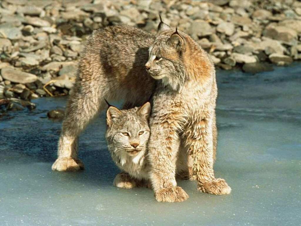 Two lynx on ice