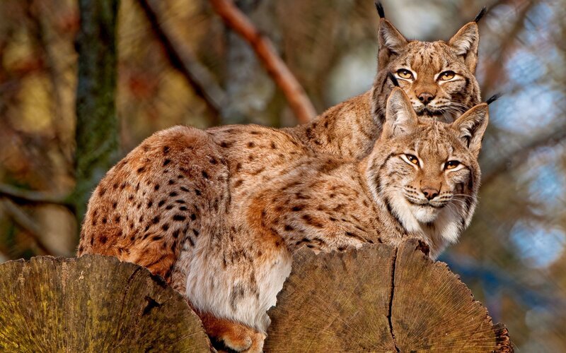 Two Lynx on Log — Brown, Alert