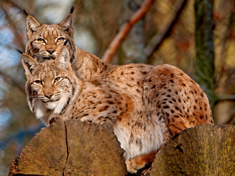 Two Lynx on Log