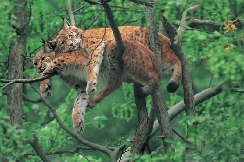 Two lynx resting in a tree